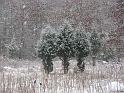 2008-12-07_First_Snow 048